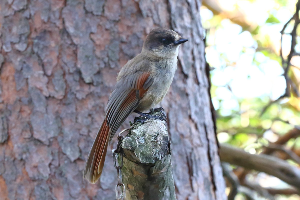 アカオカケス - ML639363916