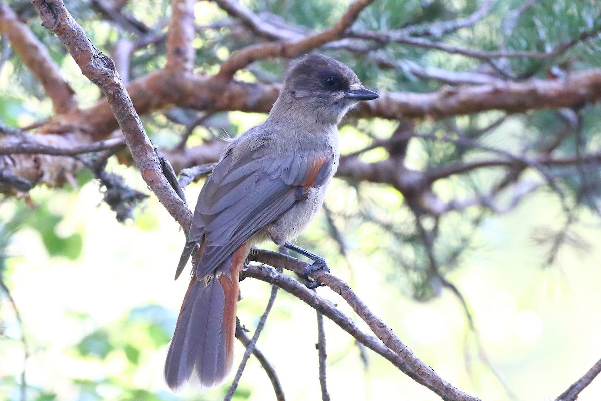 アカオカケス - ML639363918