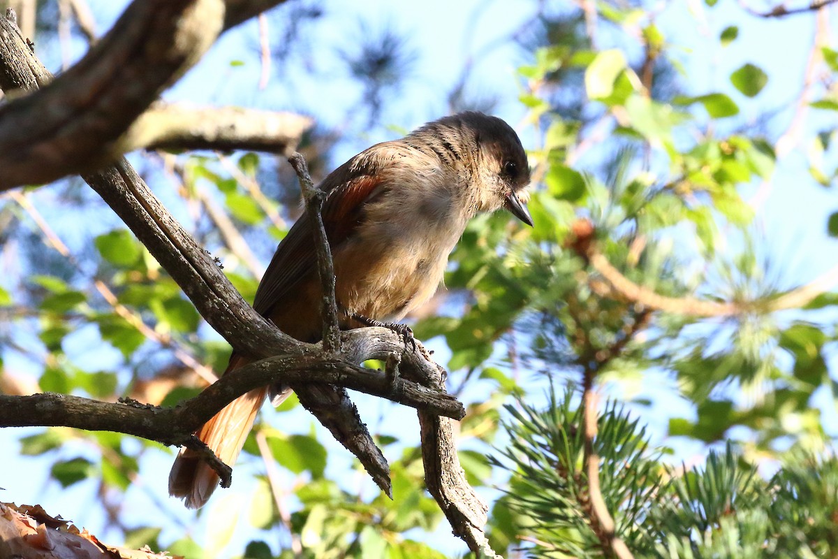 アカオカケス - ML639363919