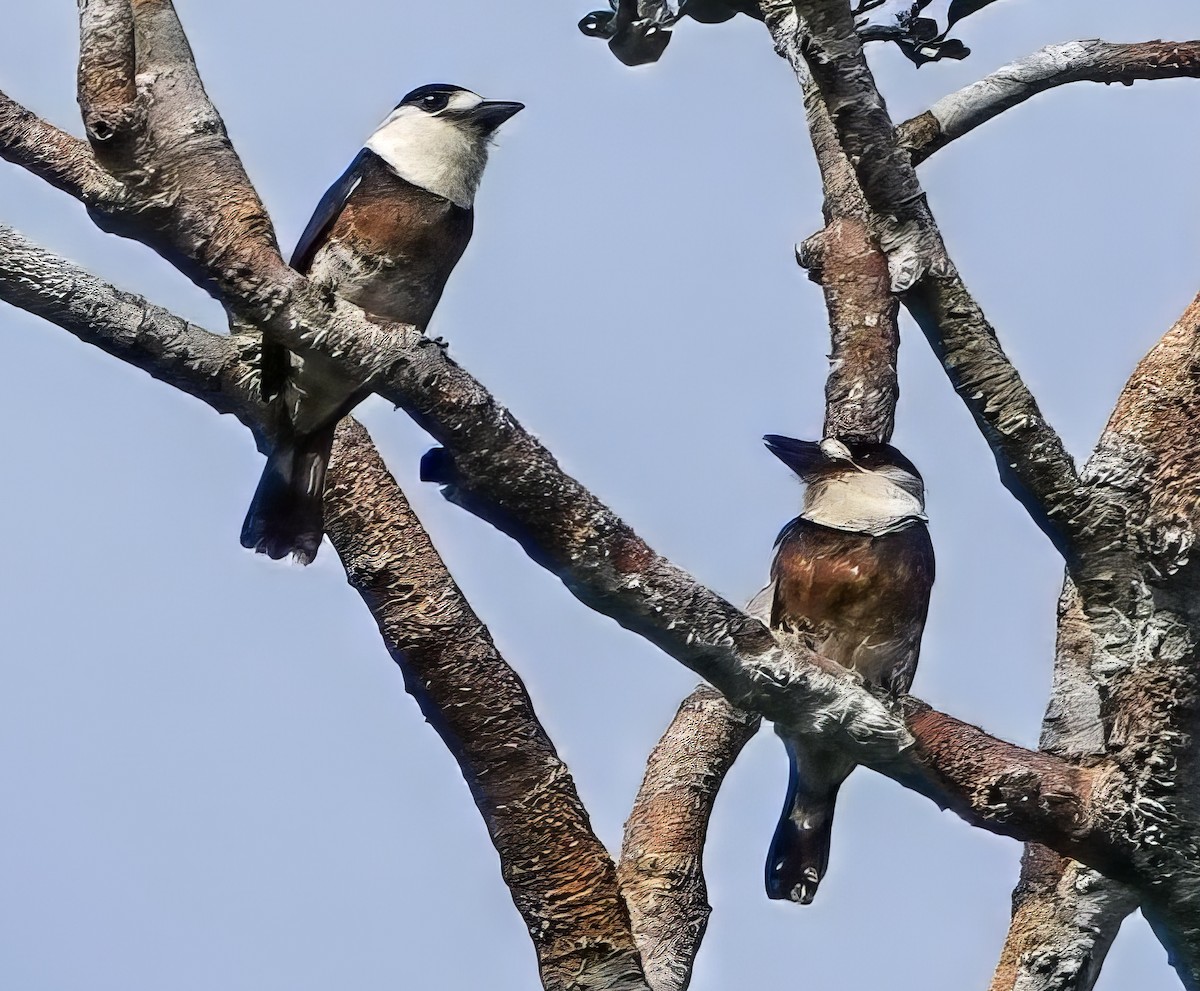 Brown-banded Puffbird - ML639364083