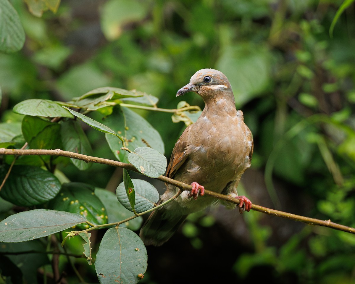 White-eared Brown-Dove - ML639364099