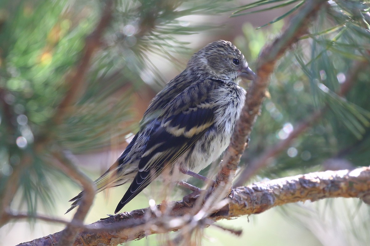Eurasian Siskin - ML639364151