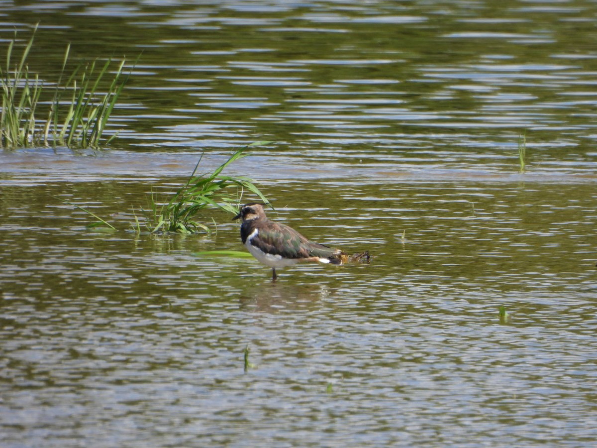 Умардын хавтгаалж - ML639364205