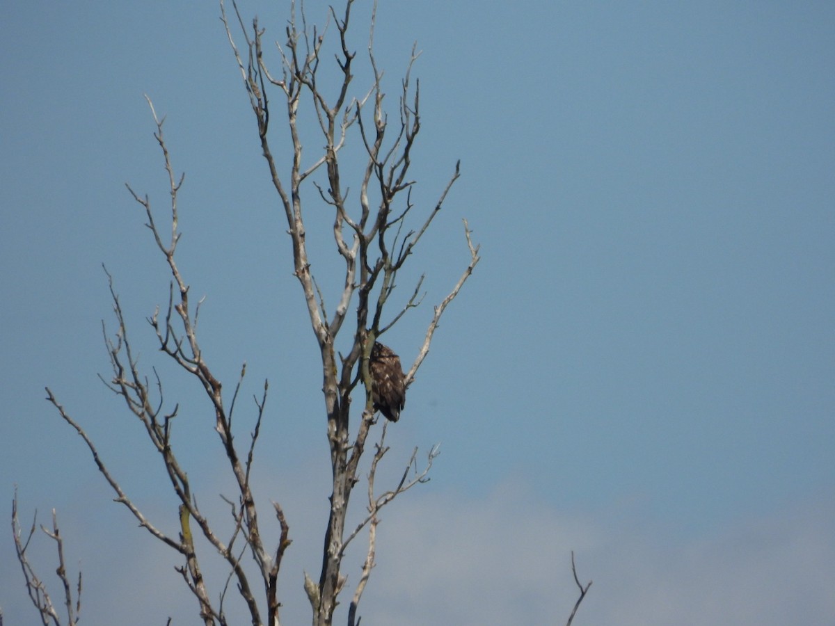 Цагаан сүүлт нөмрөг бүргэд - ML639364210