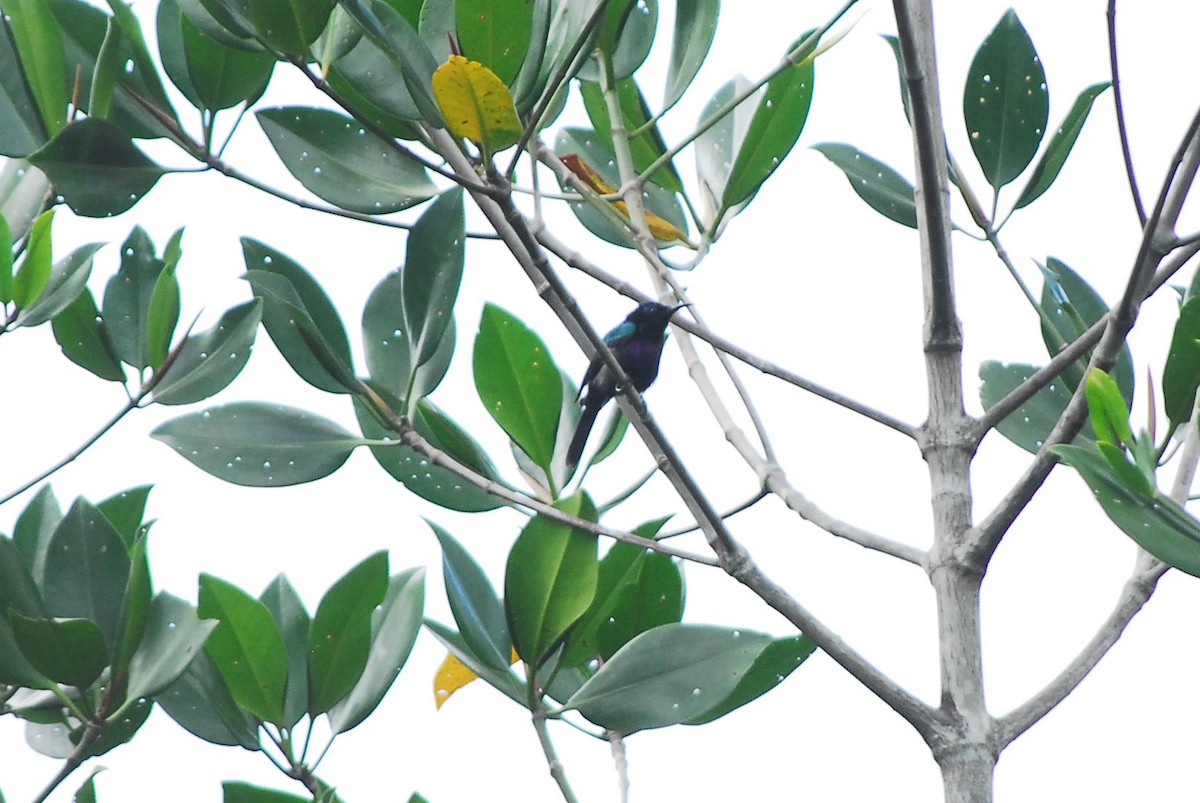 Copper-throated Sunbird - ML639364214