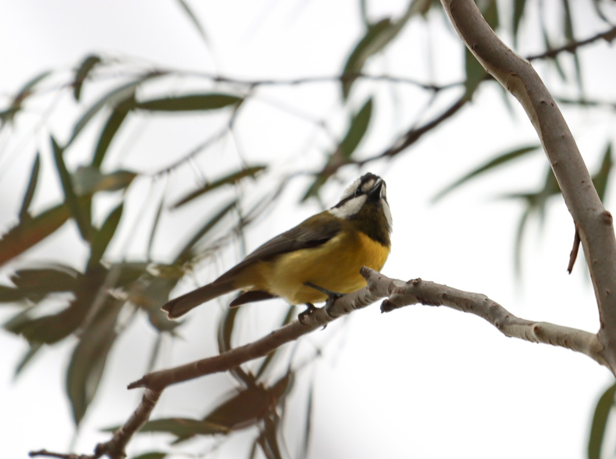 Eastern Shrike-tit - ML639364215