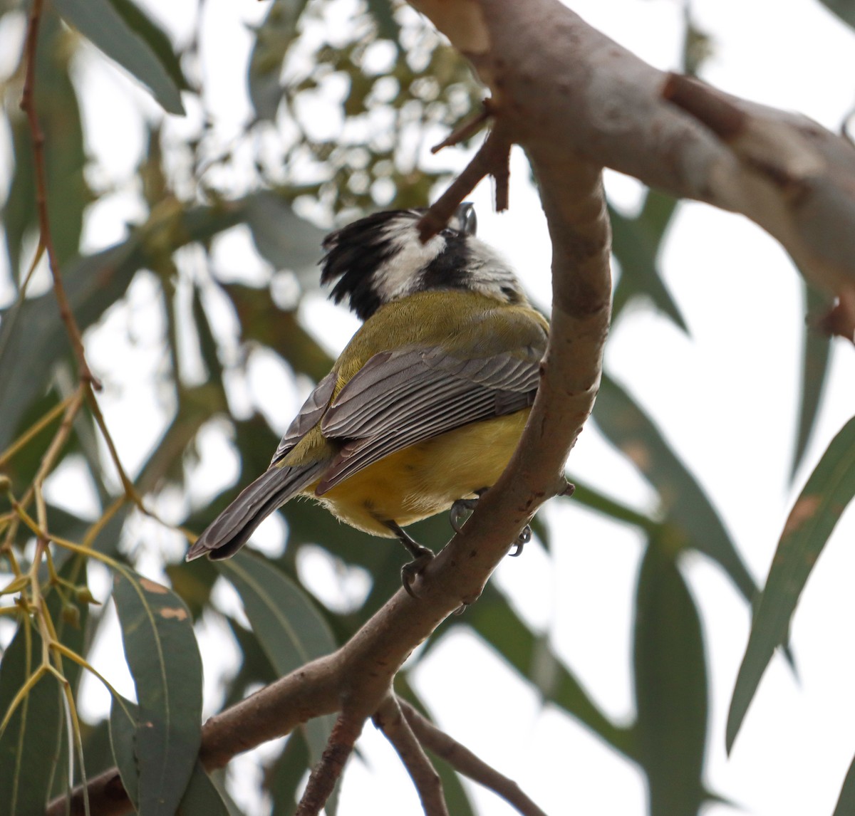 Eastern Shrike-tit - ML639364216