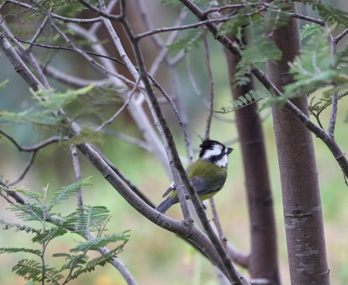Eastern Shrike-tit - ML639364217