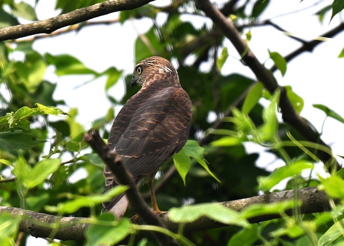 Shikra - ML639364249