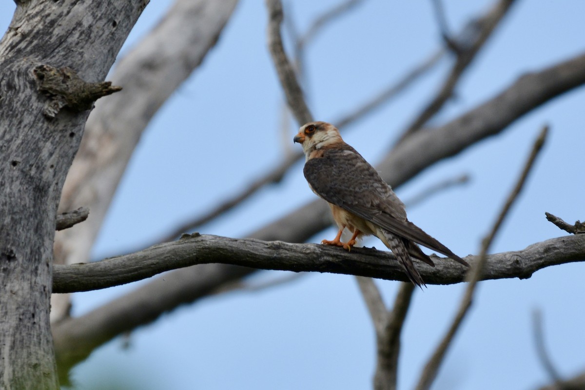 Red-footed Falcon - ML639364254