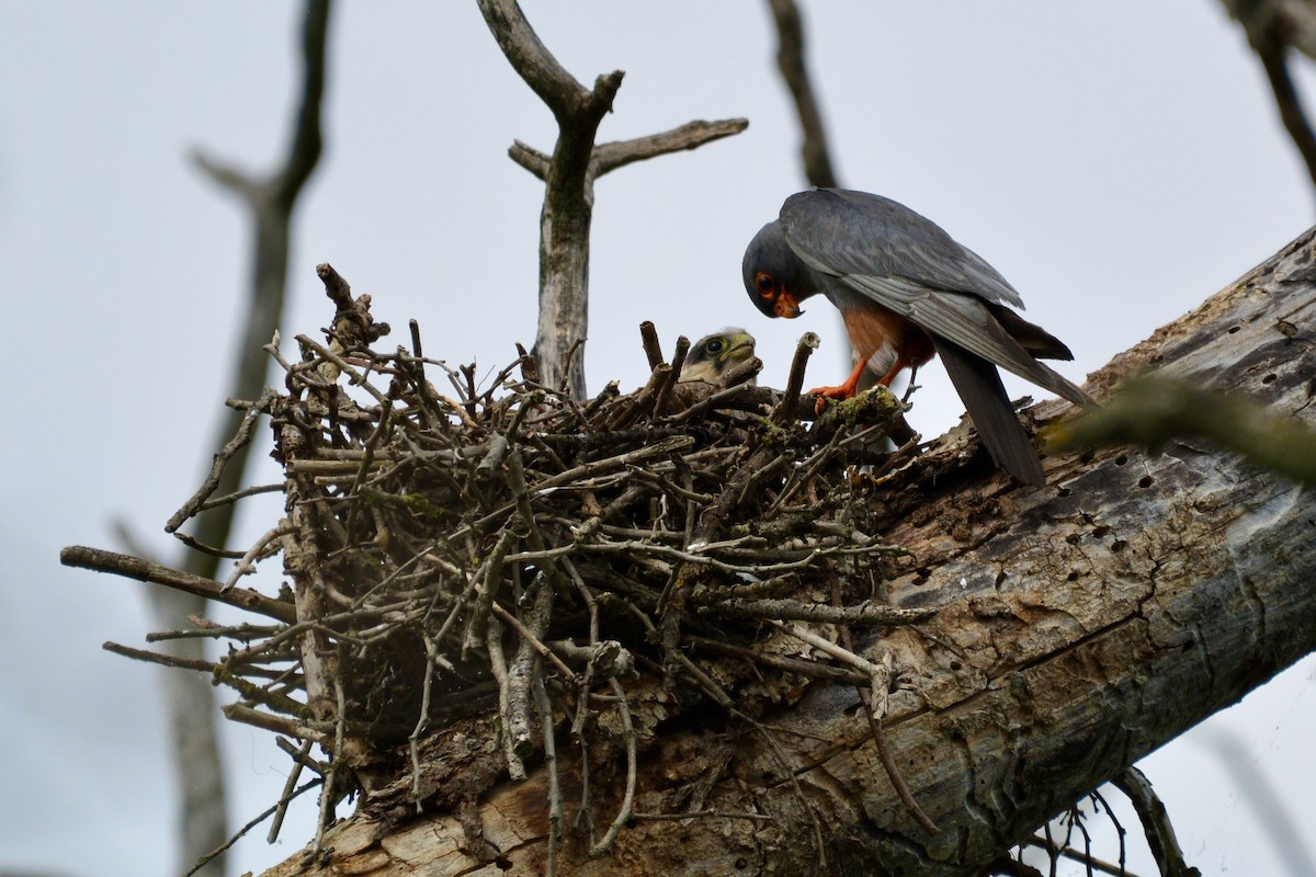 Red-footed Falcon - ML639364256