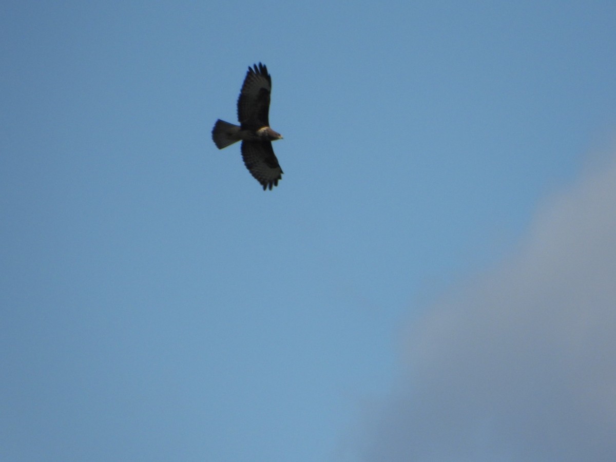 Ойн сар - ML639364265