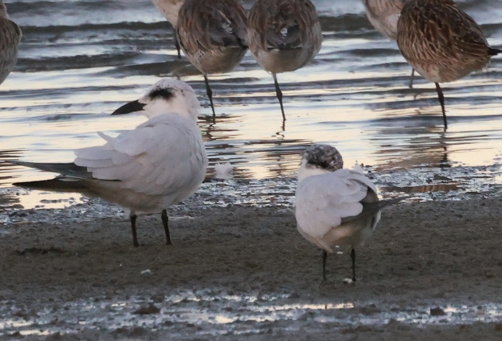 Gull-billed Tern - ML639364275