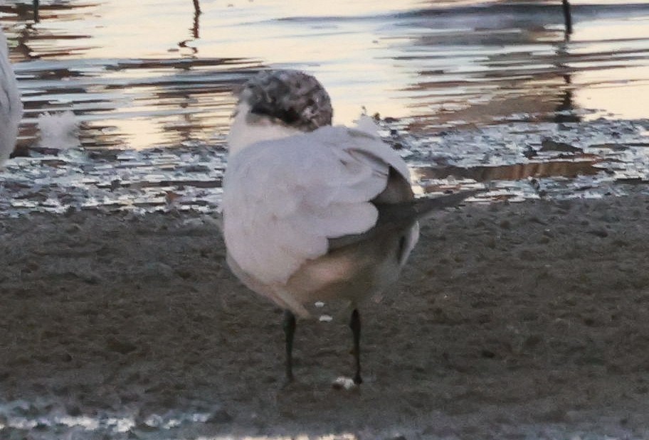 Gull-billed Tern - ML639364276