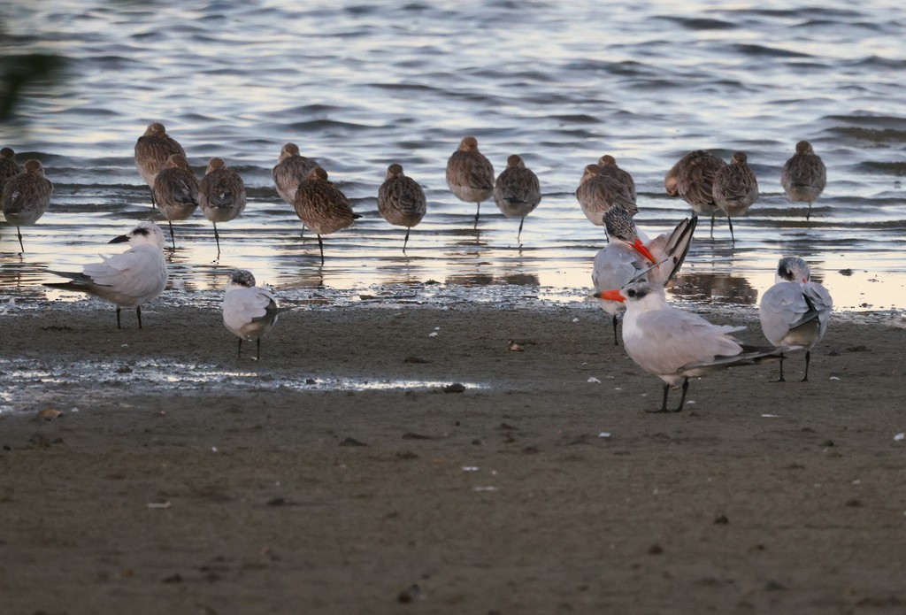 Gull-billed Tern - ML639364277