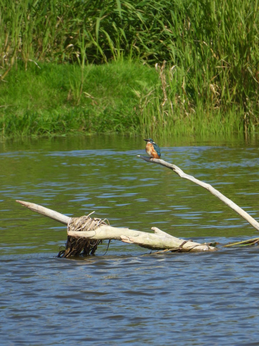 Номин шогшир - ML639364297