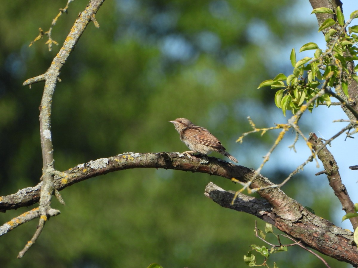 Холтсон гоётуул - ML639364308