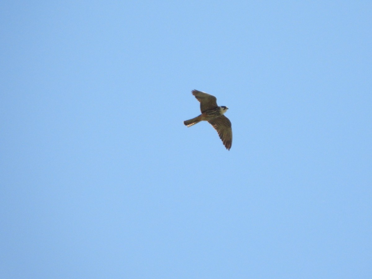 Шууман шонхор - ML639364315