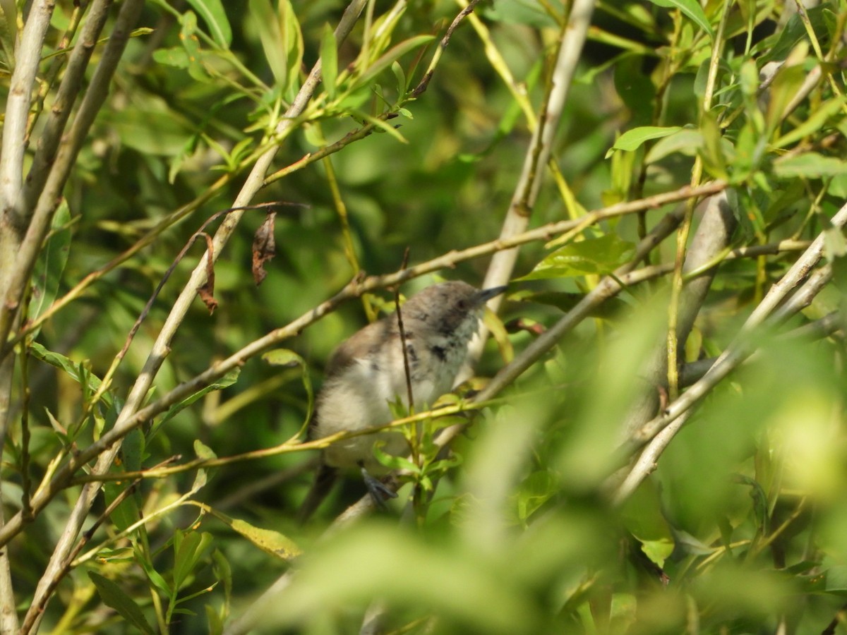 Тарчигнаа зэржгэнэ - ML639364337