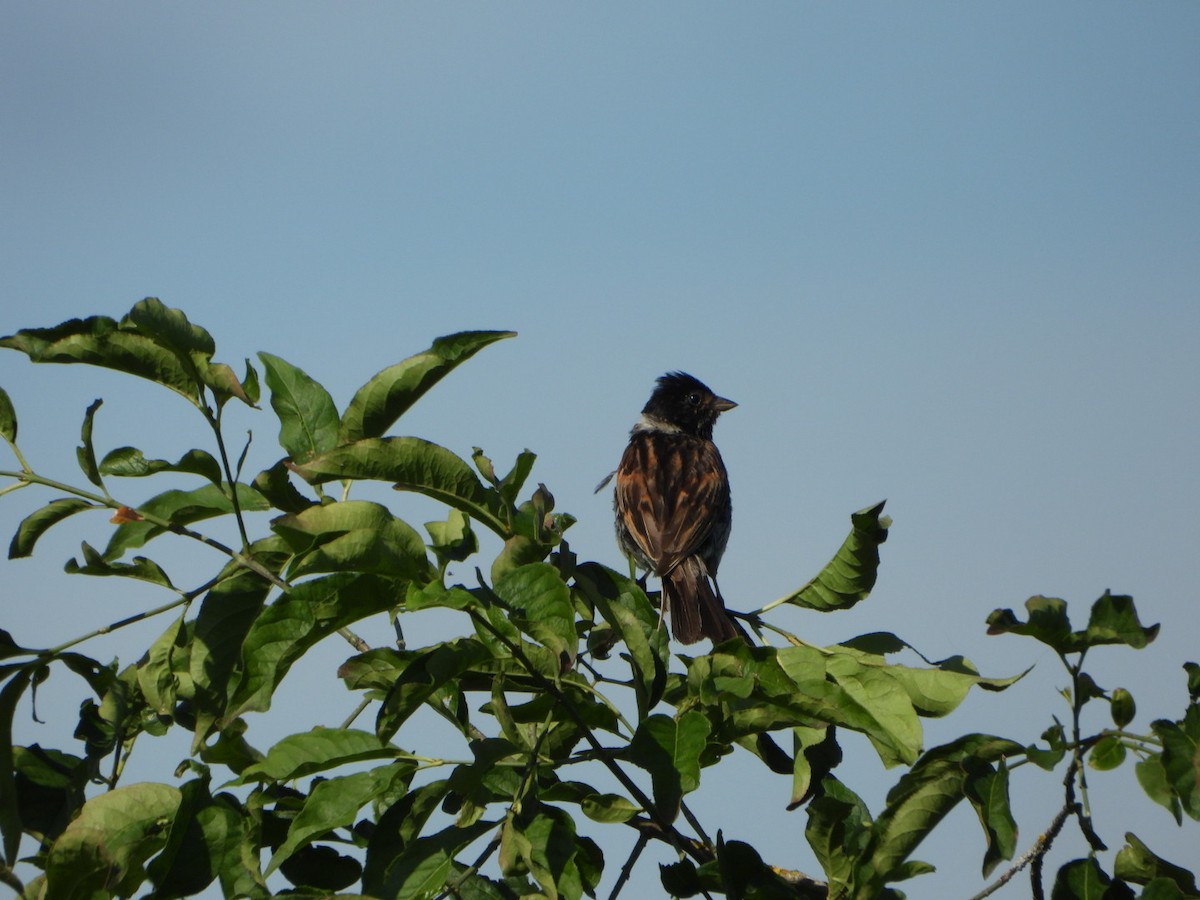 Цагаан хүзүүт хөмрөг - ML639364350