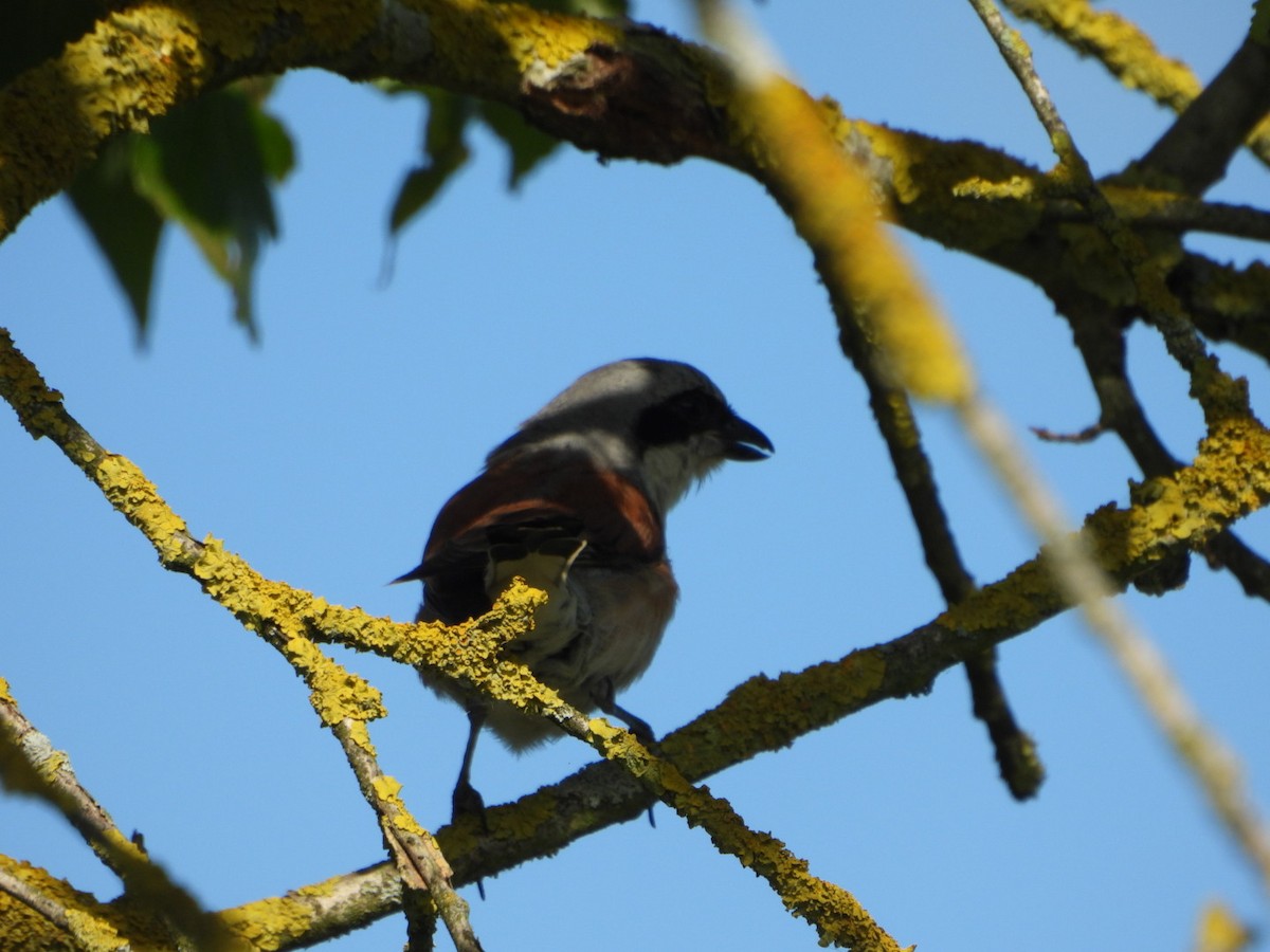 Улбар нуруут дунхай - ML639364358