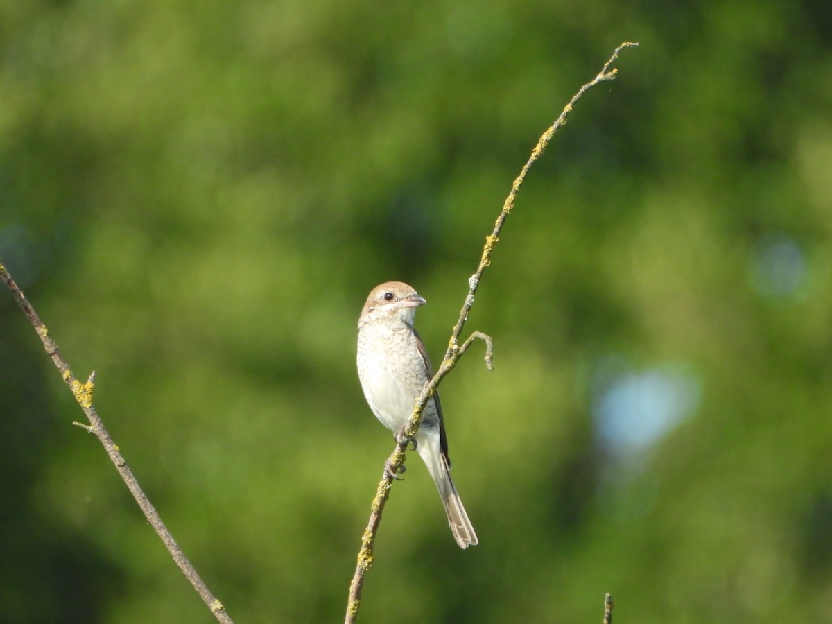 Улбар нуруут дунхай - ML639364359