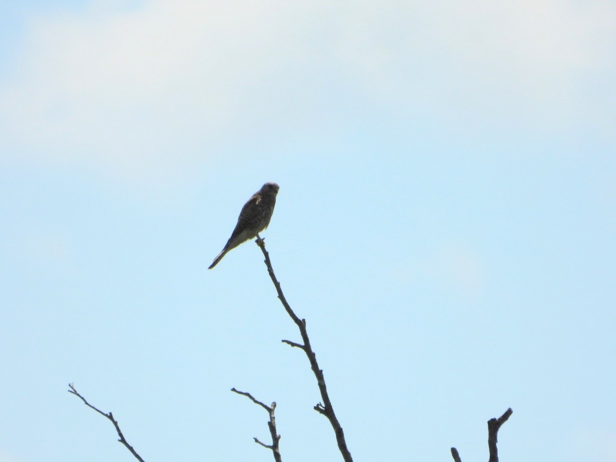 Начин шонхор - ML639364373