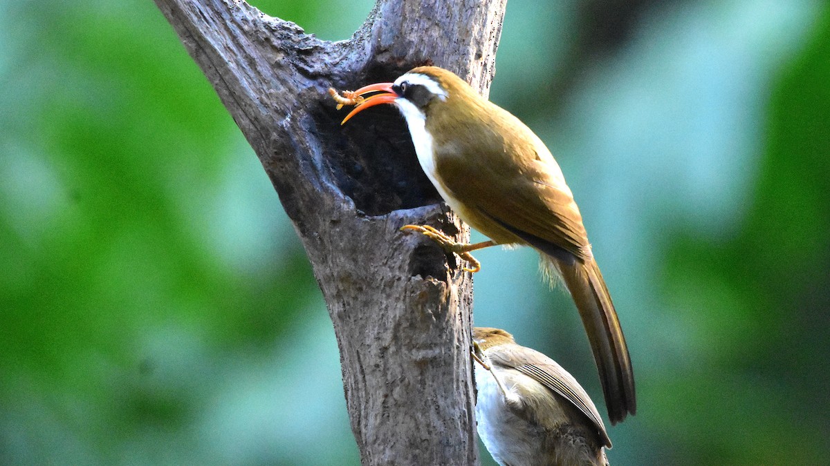Red-billed Scimitar-Babbler - ML639364391