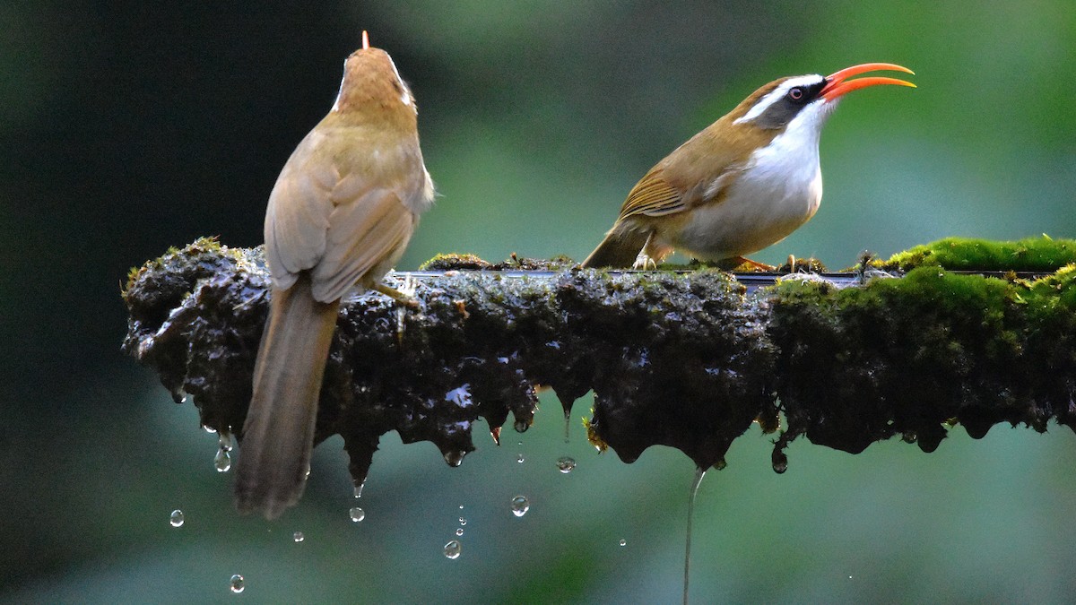 Red-billed Scimitar-Babbler - ML639364392