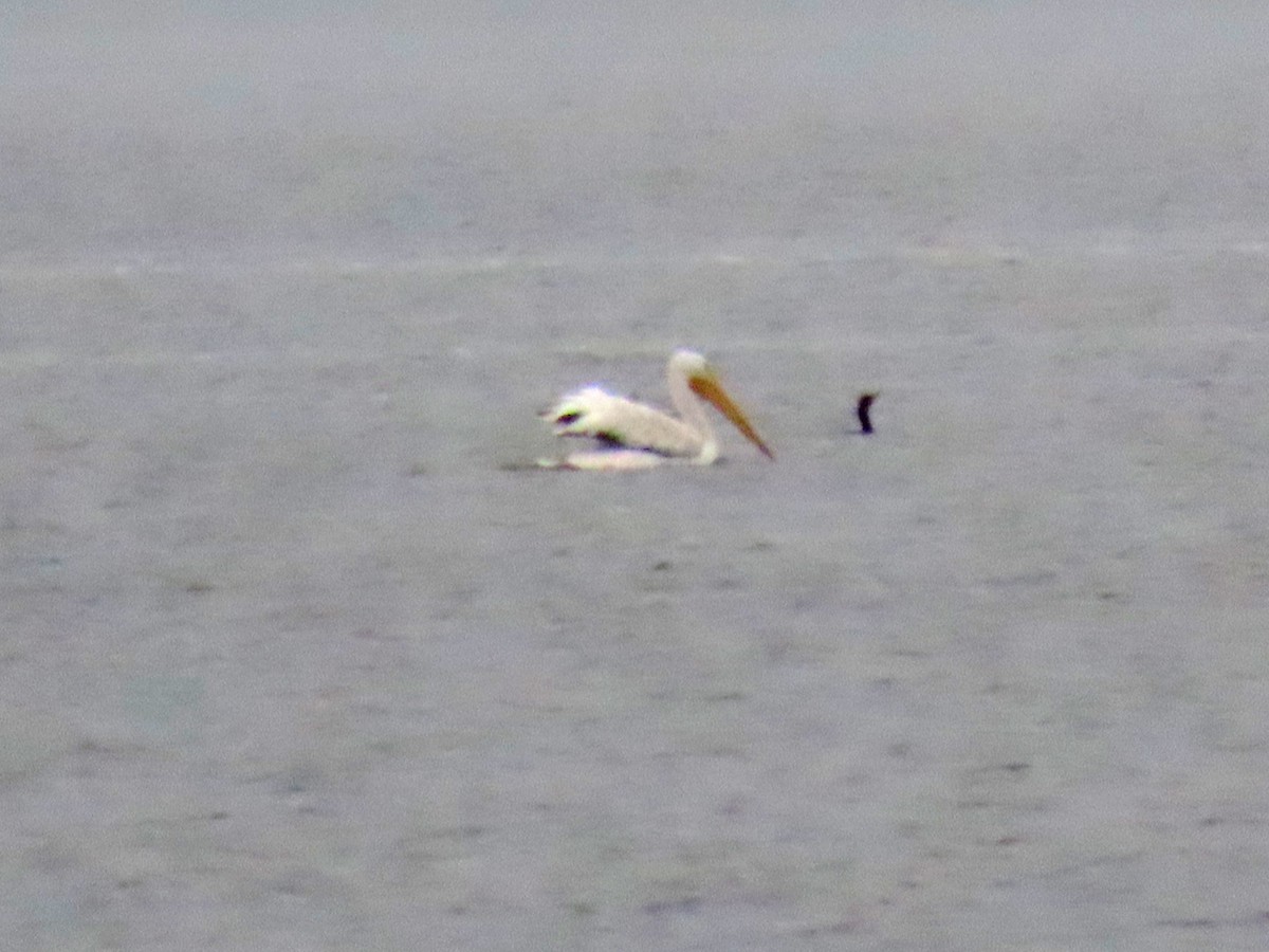 American White Pelican - ML639364406
