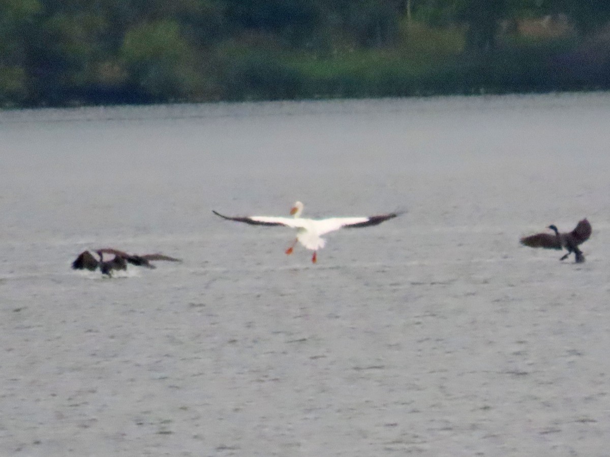 American White Pelican - ML639364407