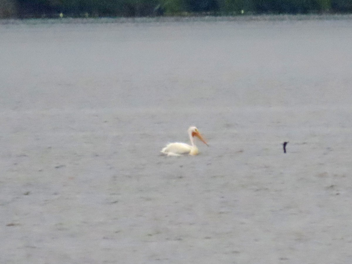 American White Pelican - ML639364408