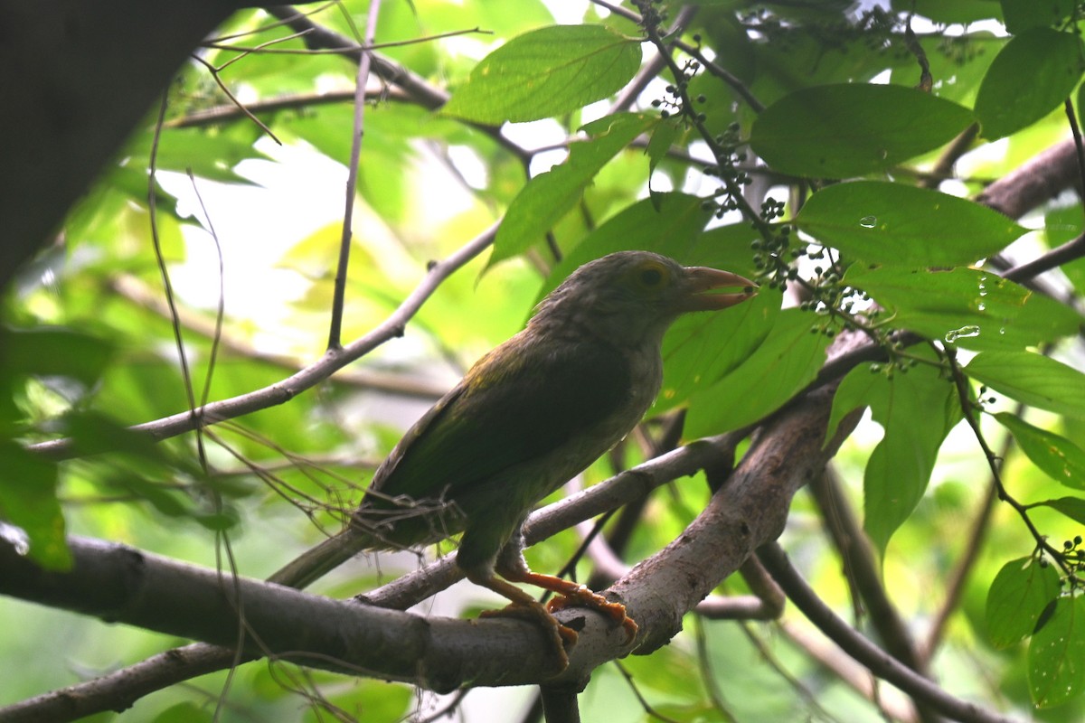 Lineated Barbet - ML639364471