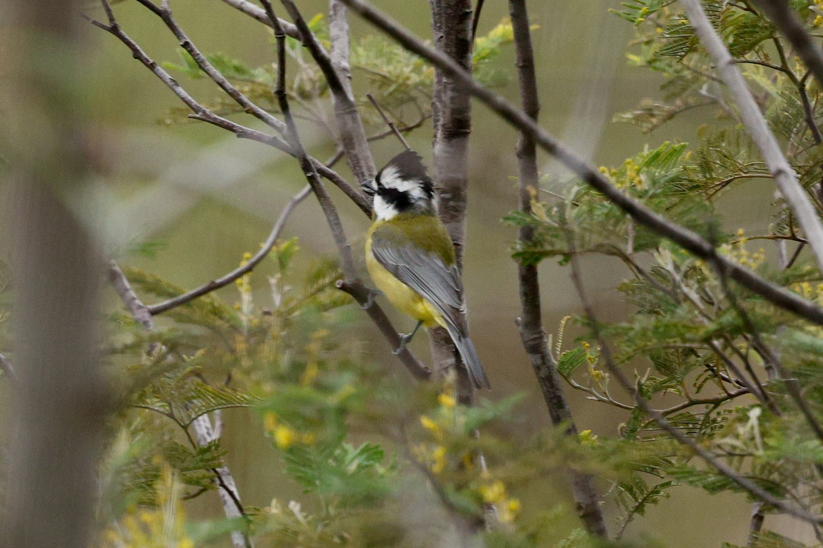Eastern Shrike-tit - ML639364582