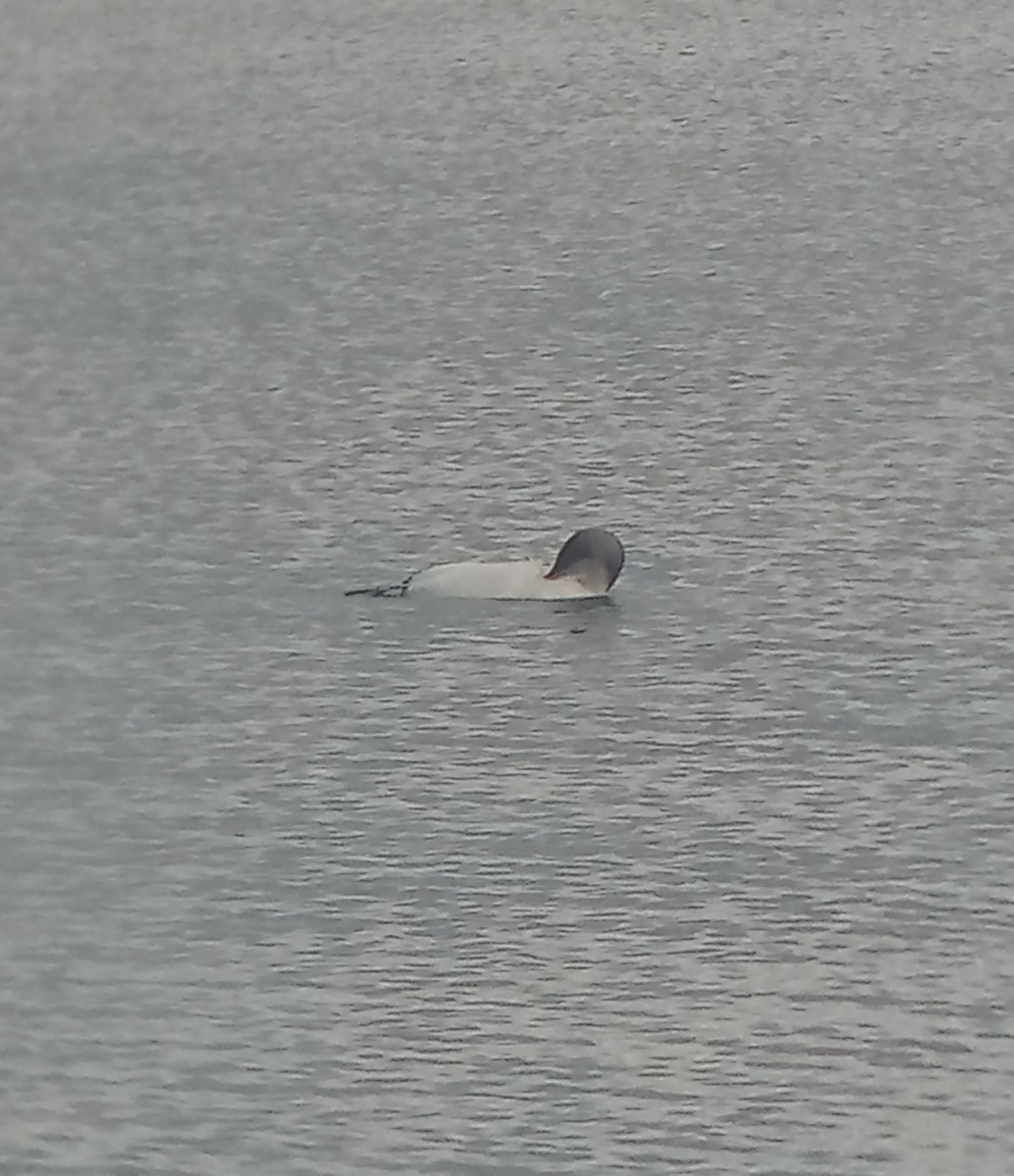 Arctic Loon - ML639364667