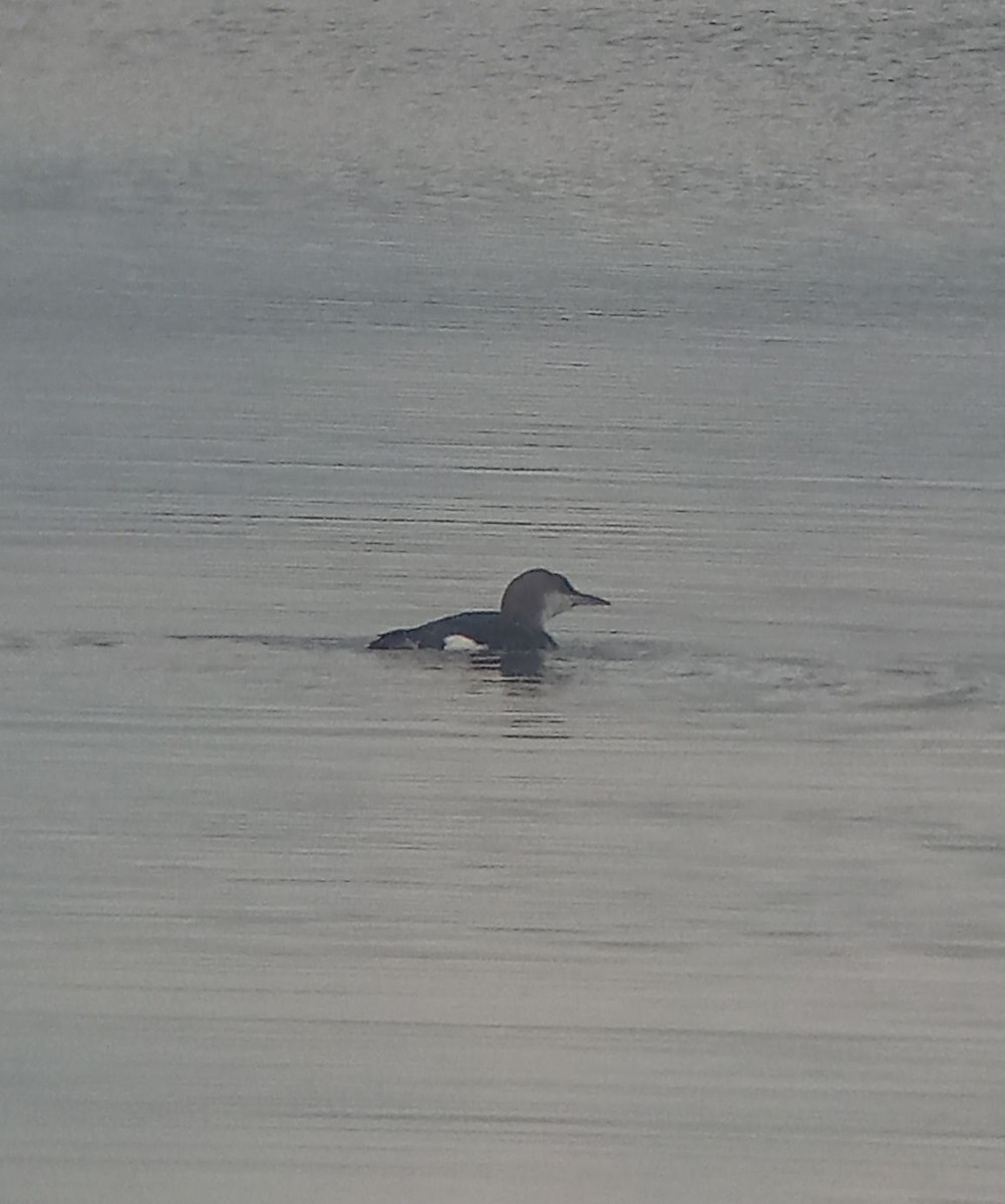 Arctic Loon - ML639364668