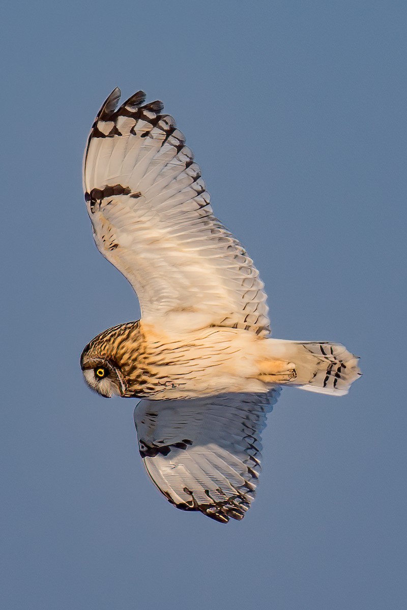 Short-eared Owl - ML639364679