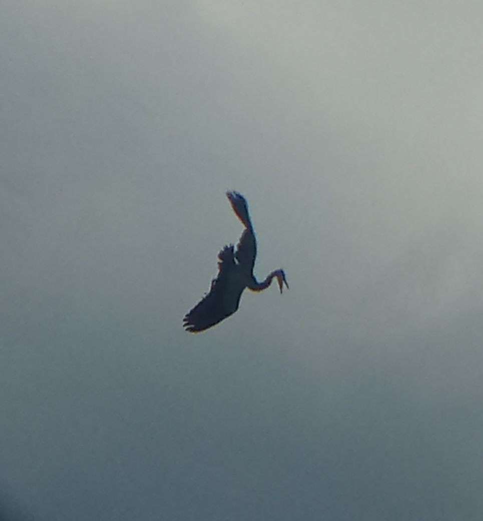 Gray Heron - ML639364718