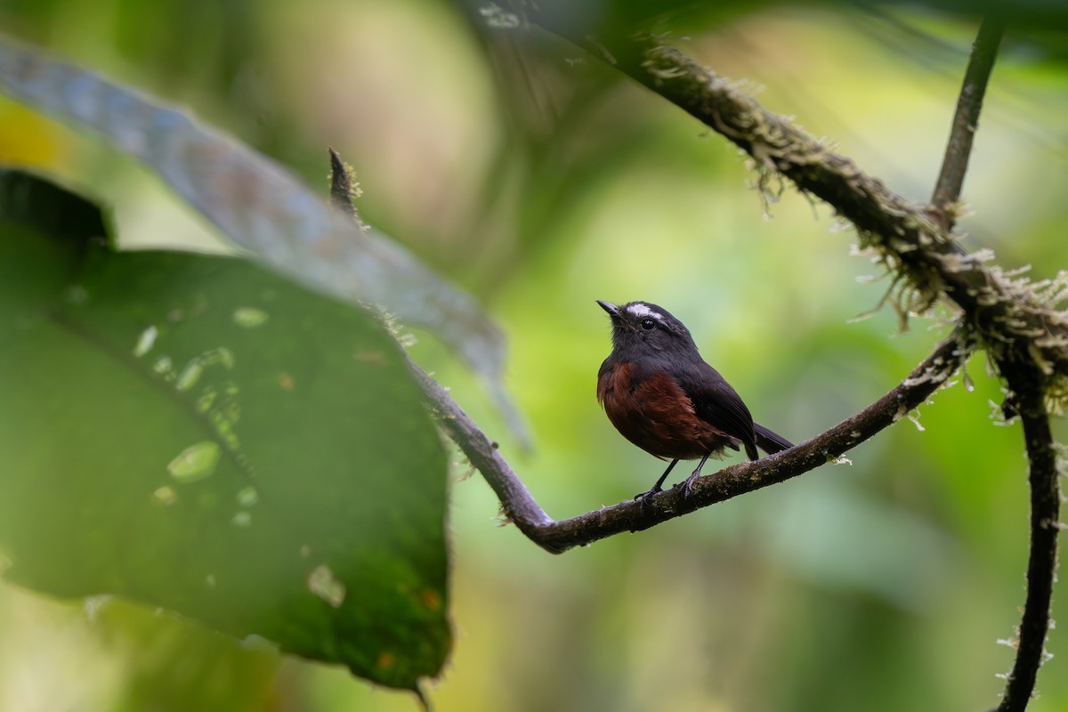 Chestnut-bellied Chat-Tyrant - ML639364766