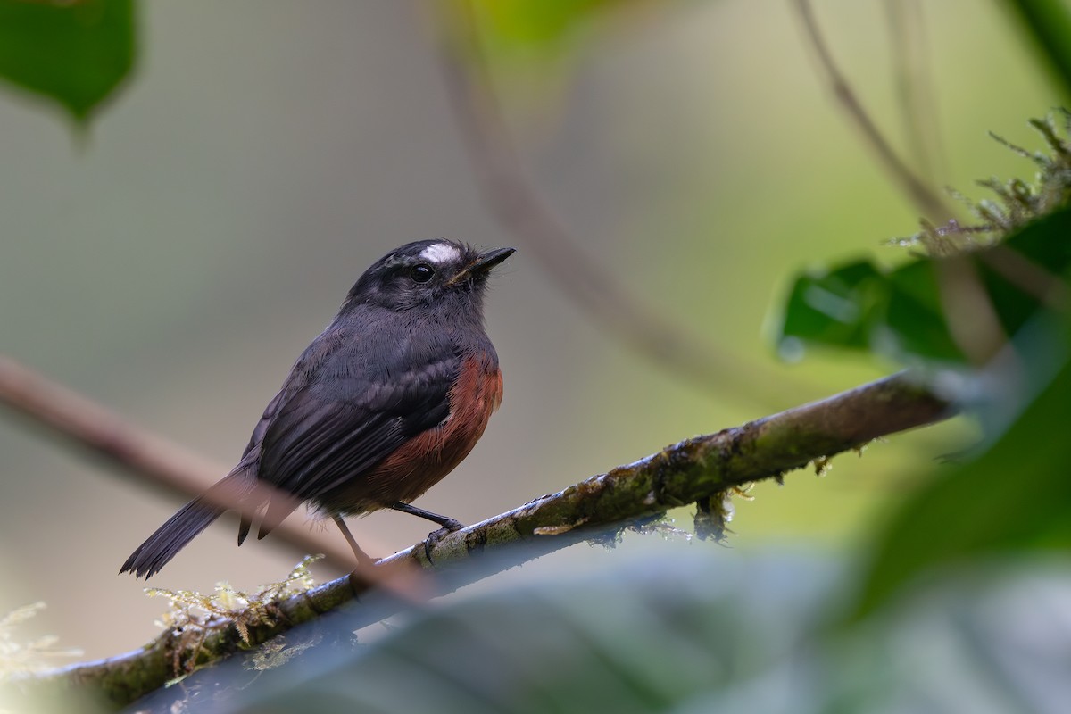 Chestnut-bellied Chat-Tyrant - ML639364767