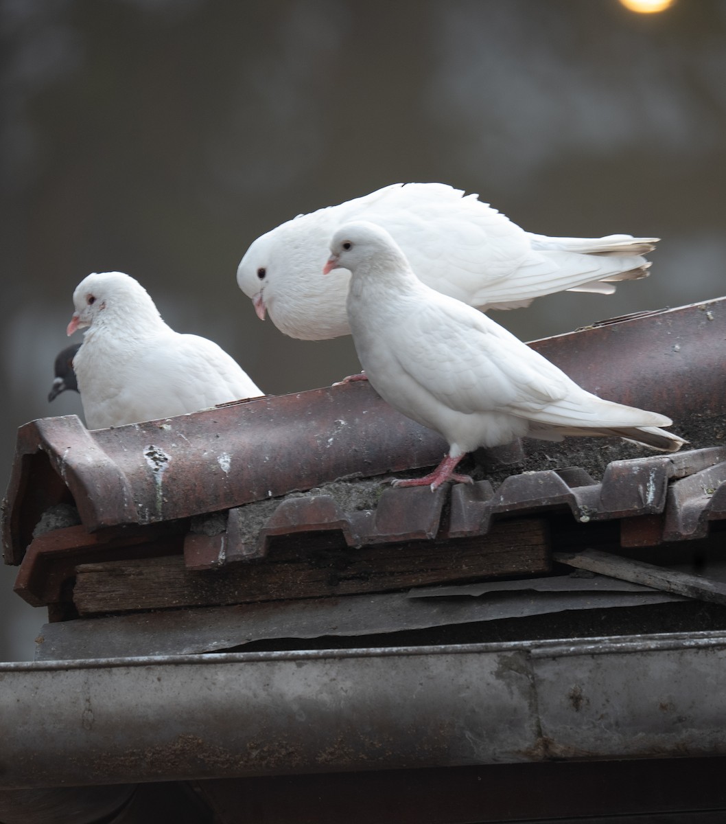 ハト科 - ML639364874