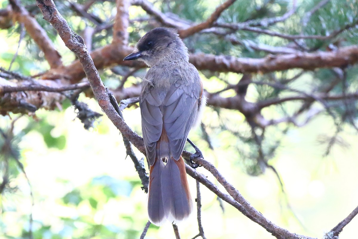 アカオカケス - ML639364882