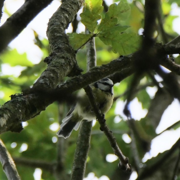 Eurasian Blue Tit - ML639365023