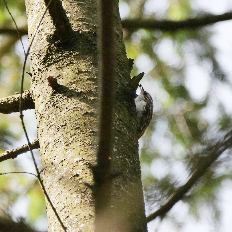 Eurasian Treecreeper - ML639365060
