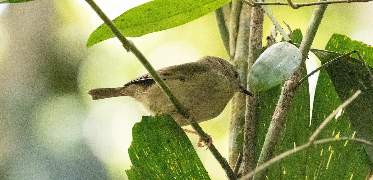 Atherton Scrubwren - ML639365074