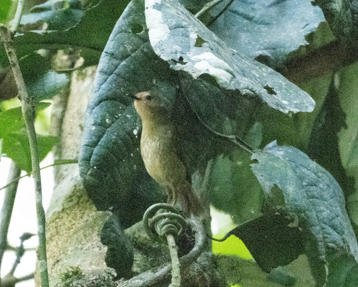 Atherton Scrubwren - ML639365075