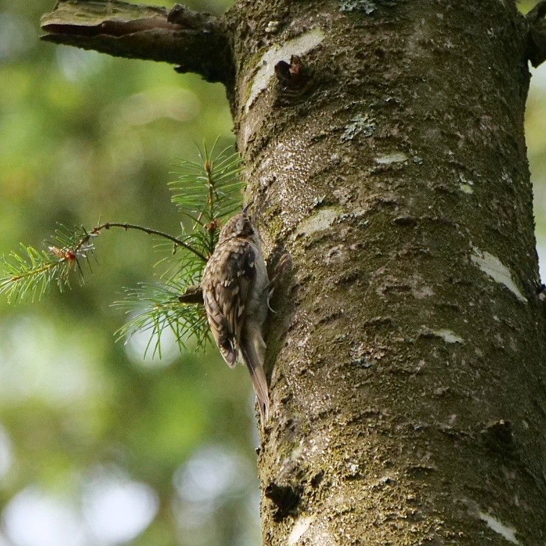 Eurasian Treecreeper - ML639365077