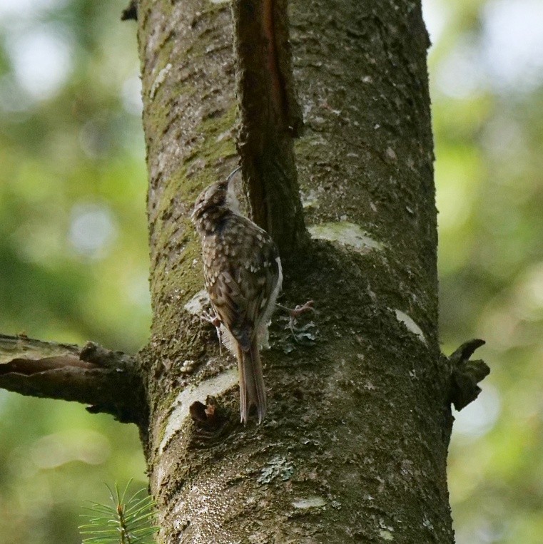 Eurasian Treecreeper - ML639365083