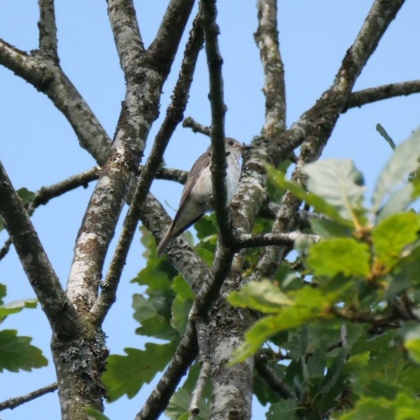 Spotted Flycatcher - ML639365095