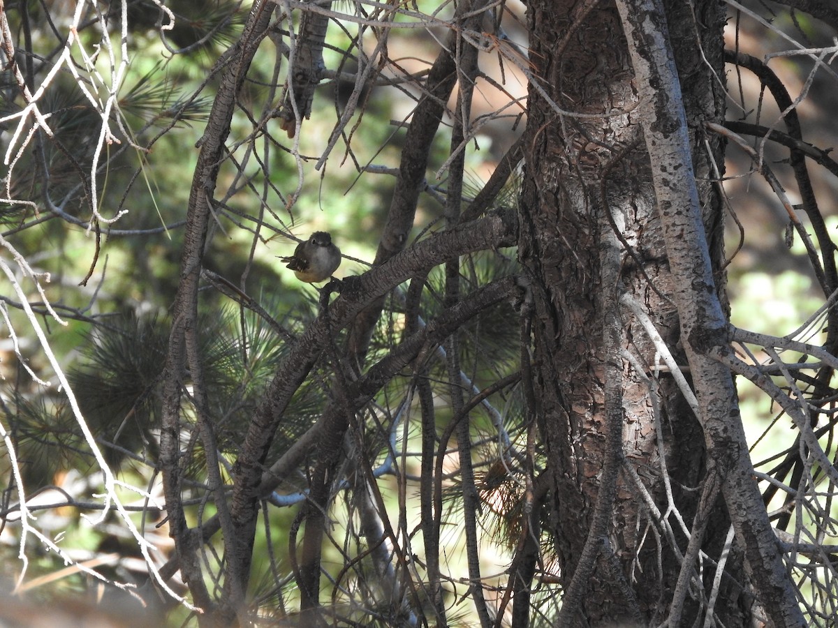 Cassin's Vireo - ML63936521